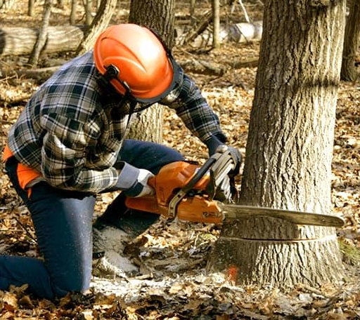 Tree Removal in Nellysford, VA